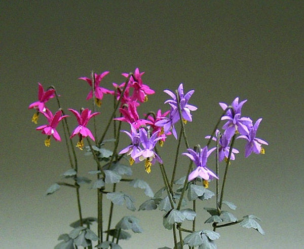 Aquilegia Paper Flower kit for 1/12th Dollhouses, Florists and Miniature Gardens