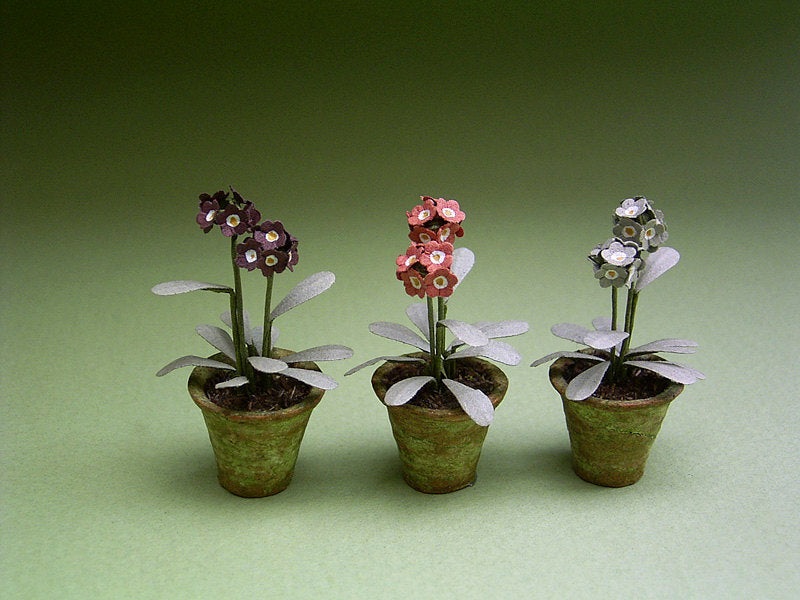 3 Auricula Paper Flower kits for 1/12th Dollhouses, Florists and Miniature Gardens
